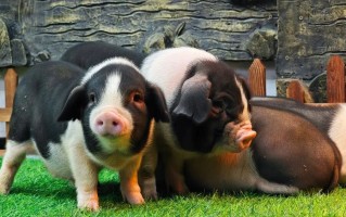 新华社调查：猪肉价格为何持续下跌？