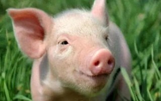 近七年新低，猪价跌至每斤5块多，专家：短期内猪价仍将承压运行，下半年有望好转