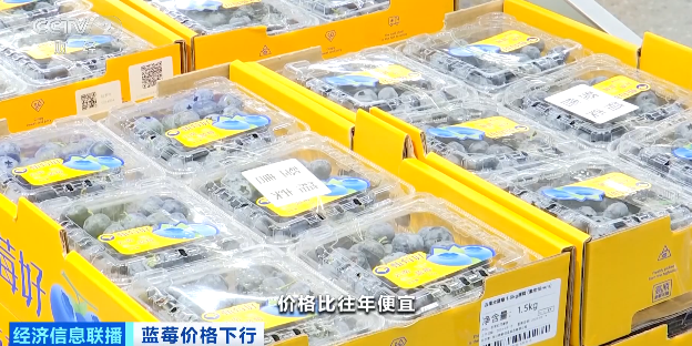 视频|降价超30%！蓝莓价格“跳水”  第1张