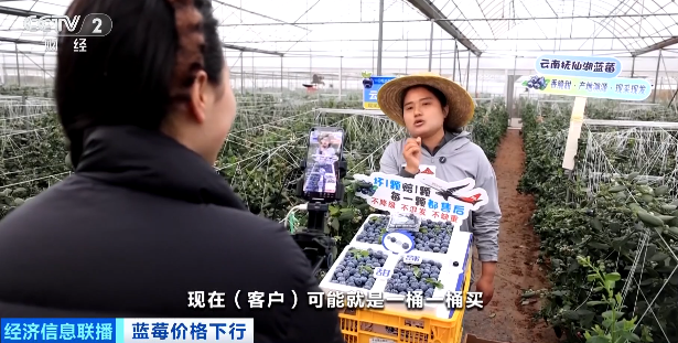 视频|降价超30%！蓝莓价格“跳水”  第2张