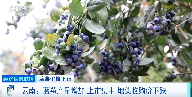 视频|降价超30%！蓝莓价格“跳水	”  第3张