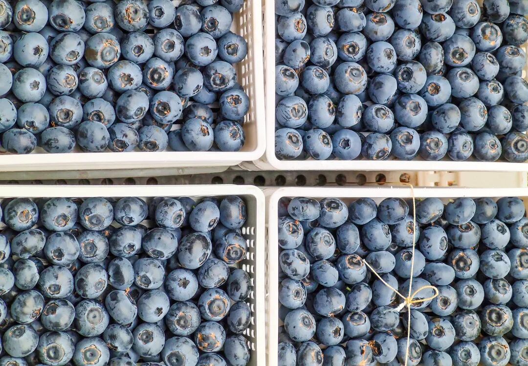 视频|降价超30%！蓝莓价格“跳水	”  第4张