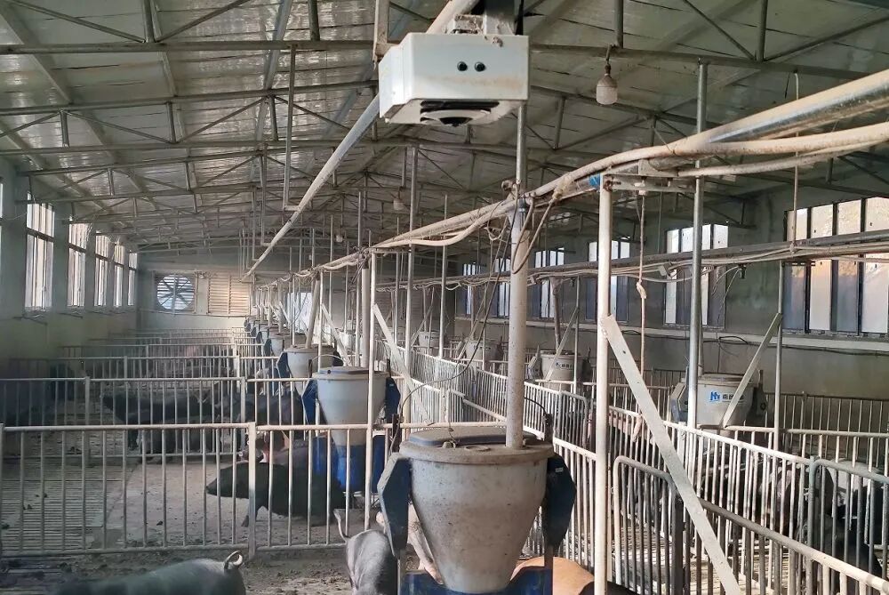 新华社调查:猪肉价格为何持续下跌? 第2张 新华社调查:猪肉价格为何持续下跌? 第2张