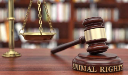 证监会一日下发6份罚单	、4家被立案，4类隐匿伎俩踩入监管红线  第1张